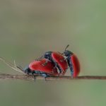 three beetles having sex